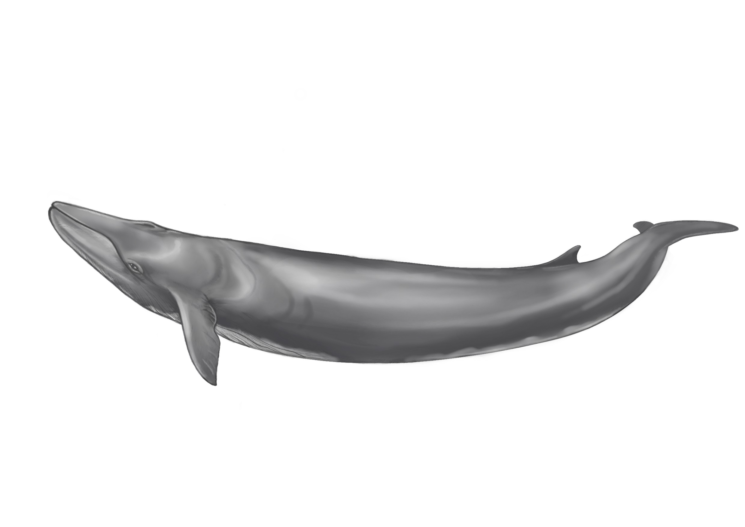 Rorqual comú
