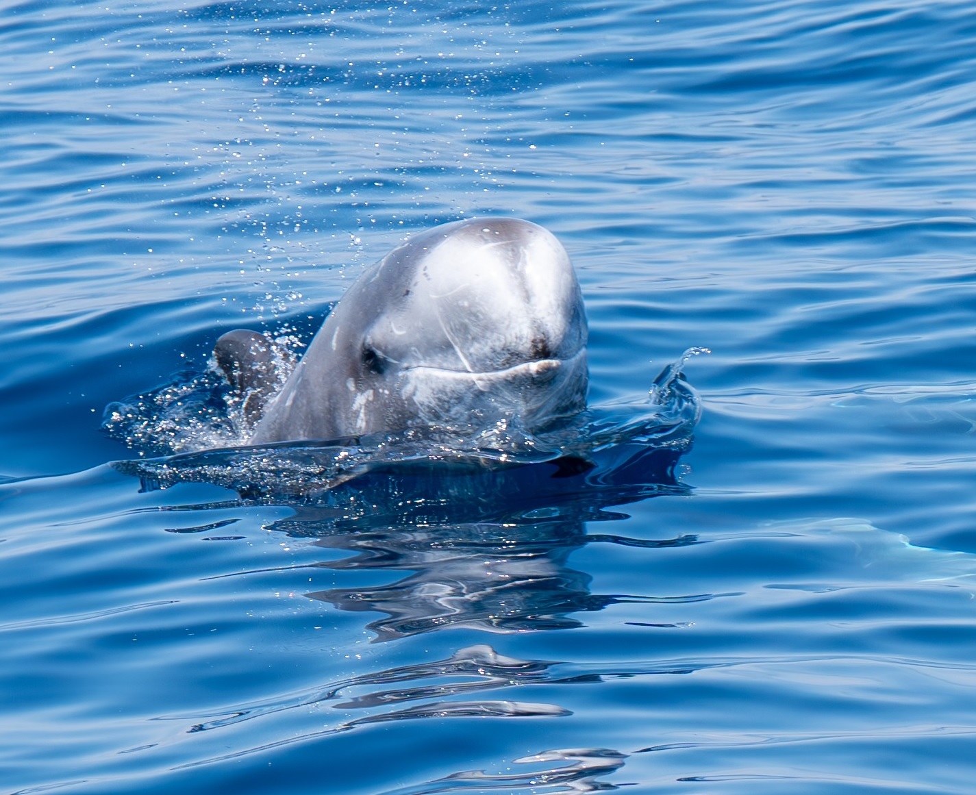 Seguiment de cetacis